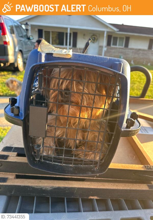 Found/Stray Female Dog last seen Glengate Drive, Columbus, OH 43215