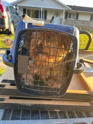 Found/Stray Female Dog last seen Glengate Drive, Columbus, OH 43215