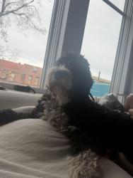 Found/Stray Unknown Dog last seen Near 12th street, Boulder, CO 80302