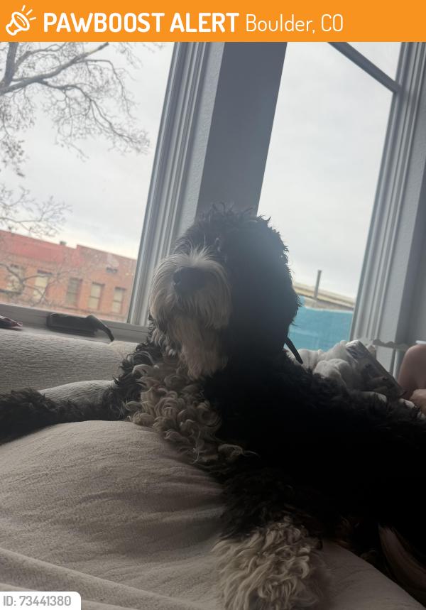 Found/Stray Unknown Dog last seen Near 12th street, Boulder, CO 80302