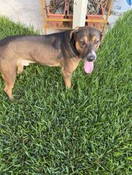 Found/Stray Male Dog last seen West airport blvd and highway 6, Sugar Land, TX 77479