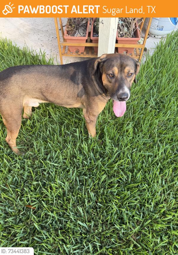 Found/Stray Male Dog last seen West airport blvd and highway 6, Sugar Land, TX 77479