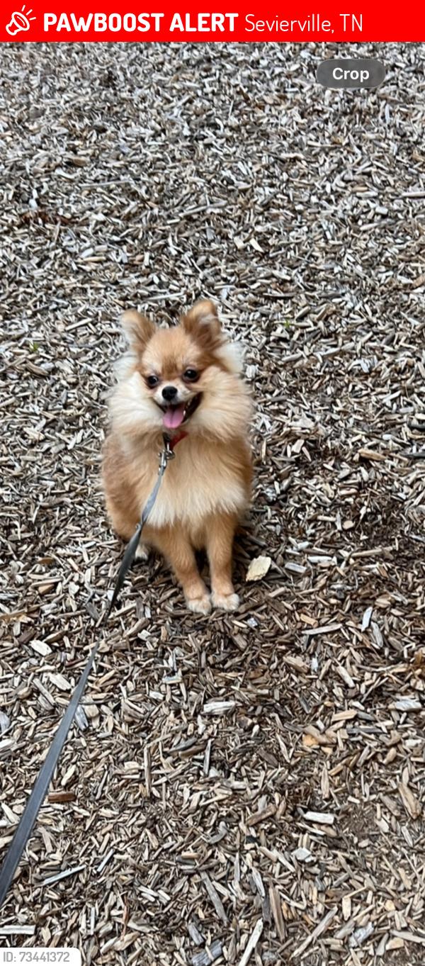 Lost Female Dog last seen Oakville lane, Sevierville, TN 37862