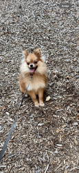 Lost Female Dog last seen Oakville lane, Sevierville, TN 37862