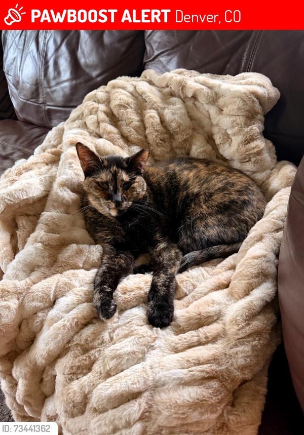 Lost Female Cat last seen S High St and E Wesley, Denver, CO 80210