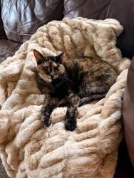 Lost Female Cat last seen S High St and E Wesley, Denver, CO 80210