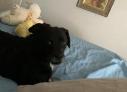 Reunited Male Dog last seen Scanlan Ave & Clifton or Old Watson, St. Louis, MO 63139