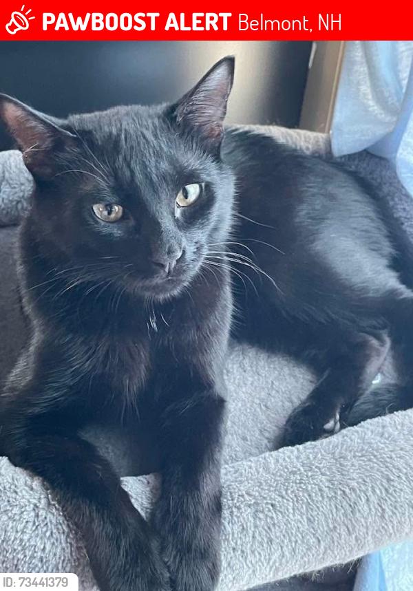 Lost Male Cat last seen Off rte. 106, Belmont, NH 03220
