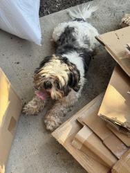 Reunited Male Dog last seen George Poston Park, Gastonia, NC 28054
