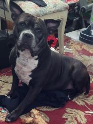 Reunited Male Dog last seen Woodbine rd, Sykesville, MD 21784