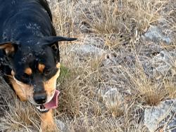 Found/Stray Female Dog last seen Cranes mill, Canyon Lake, TX 78132