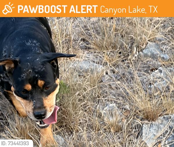 Found/Stray Female Dog last seen Cranes mill, Canyon Lake, TX 78132