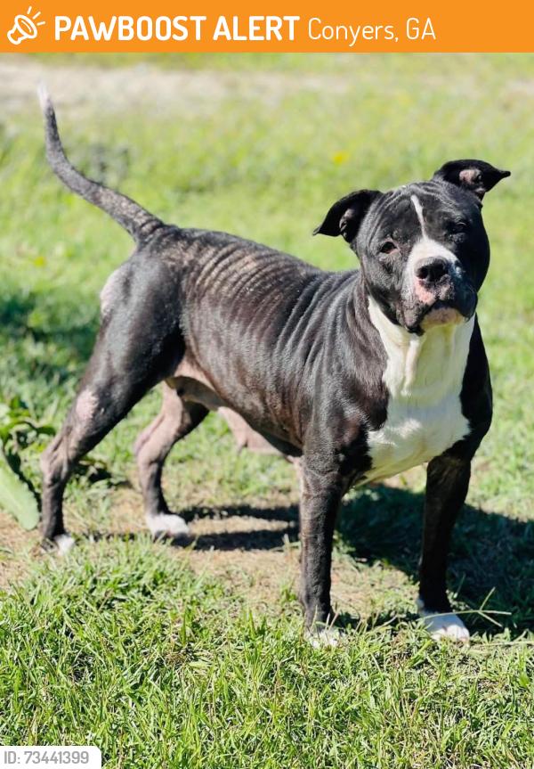 Found/Stray Unknown Dog last seen Located at Rockdale County Animal Service, 1506 Rockbridge Road, Conyers, GA 30012, Conyers, GA 30012