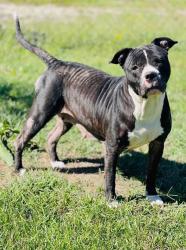Found/Stray Unknown Dog last seen Located at Rockdale County Animal Service, 1506 Rockbridge Road, Conyers, GA 30012, Conyers, GA 30012