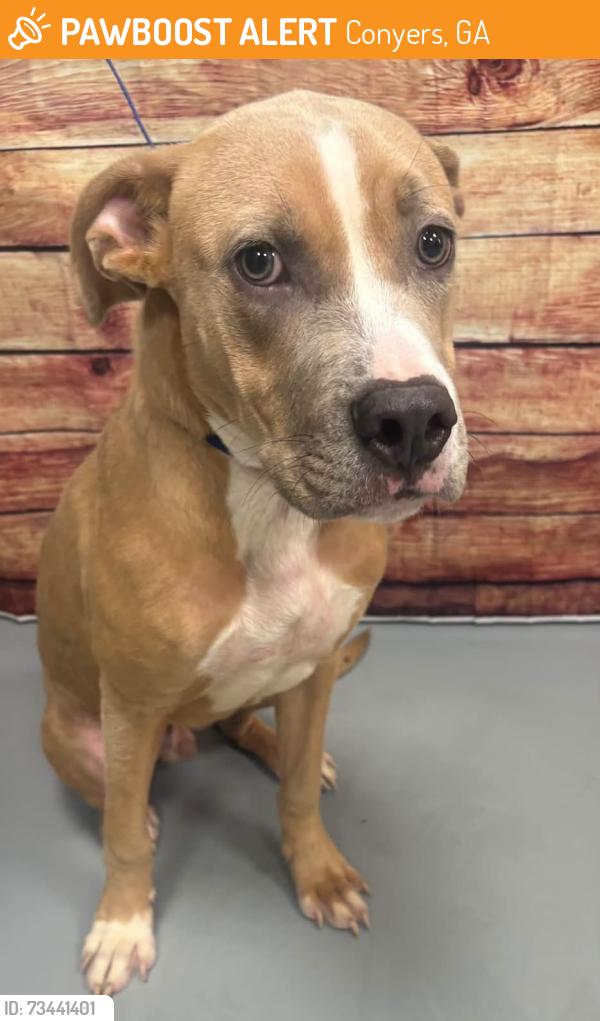 Found/Stray Unknown Dog last seen Located at Rockdale County Animal Service, 1506 Rockbridge Road, Conyers, GA 30012, Conyers, GA 30012