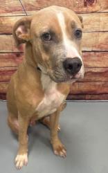 Found/Stray Unknown Dog last seen Located at Rockdale County Animal Service, 1506 Rockbridge Road, Conyers, GA 30012, Conyers, GA 30012