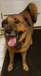 Reunited Male Dog last seen Cashell Rd, Olney, MD 20832
