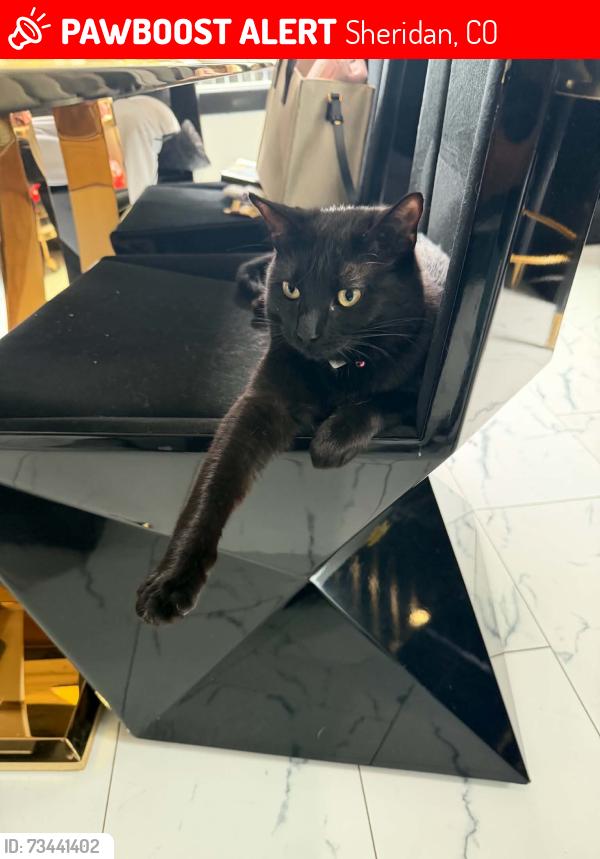 Lost Female Cat last seen Sheridan and evans, Sheridan, CO 80236