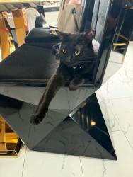 Lost Female Cat last seen Sheridan and evans, Sheridan, CO 80236