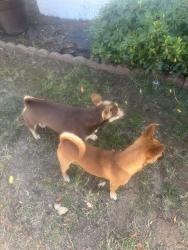 Reunited Male Dog last seen Giusti drive next to park, San Jose, CA 95111