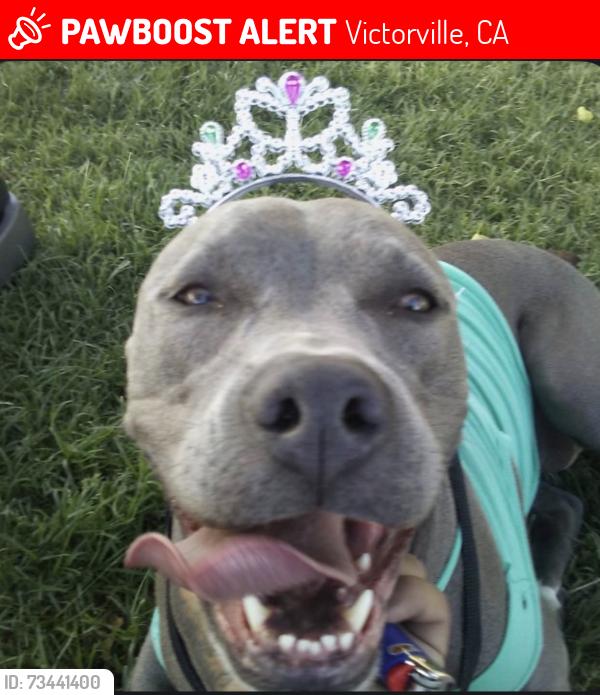 Lost Female Dog last seen Victorville fairgrounds, Victorville, CA 92307
