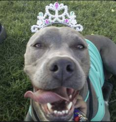 Lost Female Dog last seen Victorville fairgrounds, Victorville, CA 92307