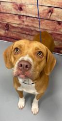 Found/Stray Unknown Dog last seen Located at Rockdale County Animal Service, 1506 Rockbridge Road, Conyers, GA 30012, Conyers, GA 30012