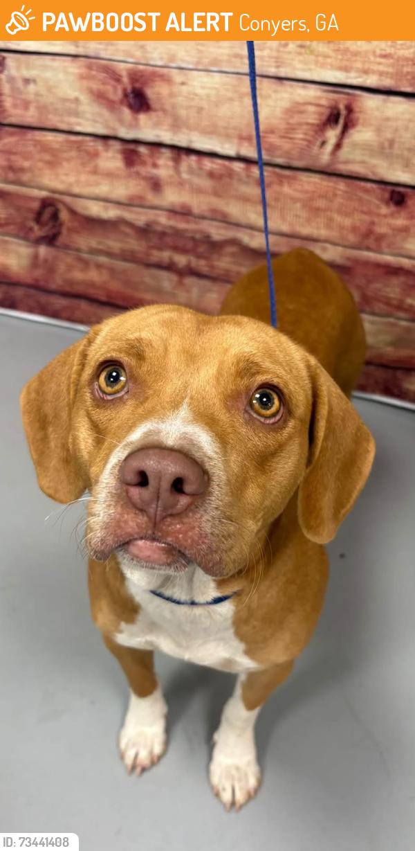 Found/Stray Unknown Dog last seen Located at Rockdale County Animal Service, 1506 Rockbridge Road, Conyers, GA 30012, Conyers, GA 30012