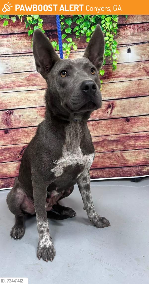 Found/Stray Unknown Dog last seen Located at Rockdale County Animal Service, 1506 Rockbridge Road, Conyers, GA 30012, Conyers, GA 30012
