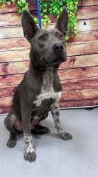 Found/Stray Unknown Dog last seen Located at Rockdale County Animal Service, 1506 Rockbridge Road, Conyers, GA 30012, Conyers, GA 30012
