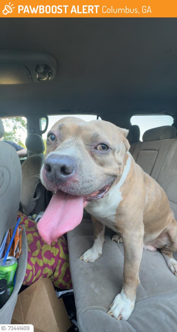 Found/Stray Male Dog last seen Buena vista rd and Georgetown drive, Columbus, GA 31907