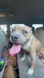 Found/Stray Male Dog last seen Buena vista rd and Georgetown drive, Columbus, GA 31907