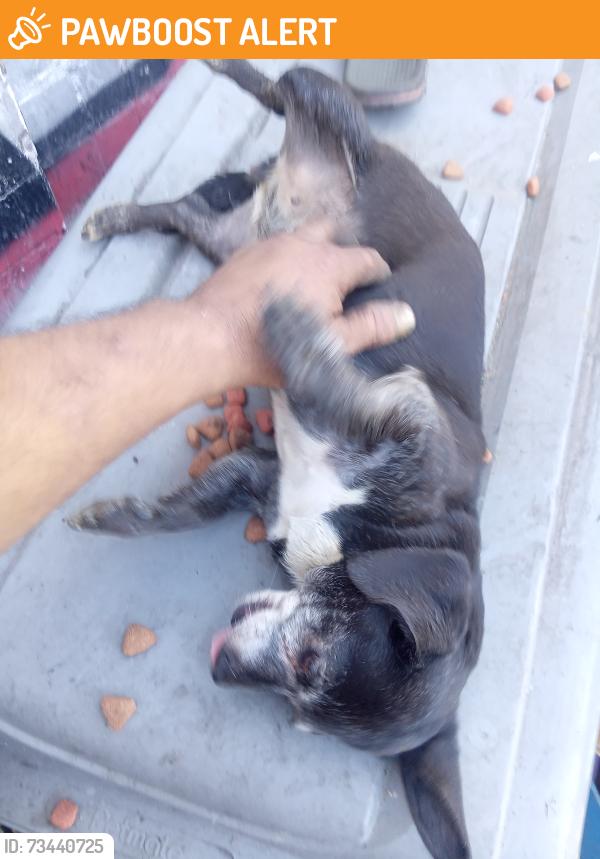 Found/Stray Female Dog last seen Slauson Ave and Hooper Rd, Florence-Graham, CA 90011