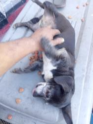 Found/Stray Female Dog last seen Slauson Ave and Hooper Rd, Florence-Graham, CA 90011