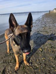 Found/Stray Female Dog last seen 10th ave, Burien, WA 98166