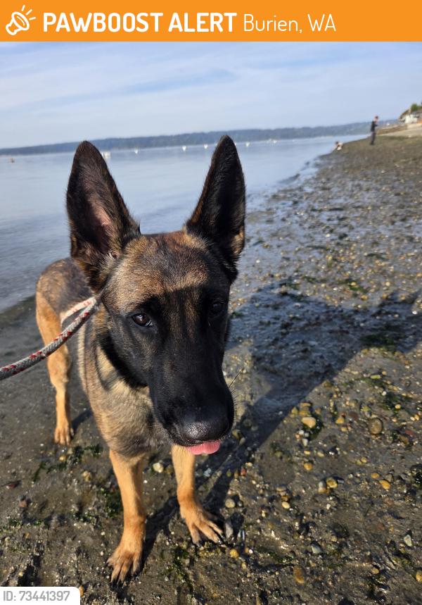 Found/Stray Female Dog last seen 10th ave, Burien, WA 98166