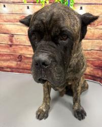 Reunited Unknown Dog last seen Located at Rockdale County Animal Service, 1506 Rockbridge Road, Conyers, GA 30012, Conyers, GA 30012