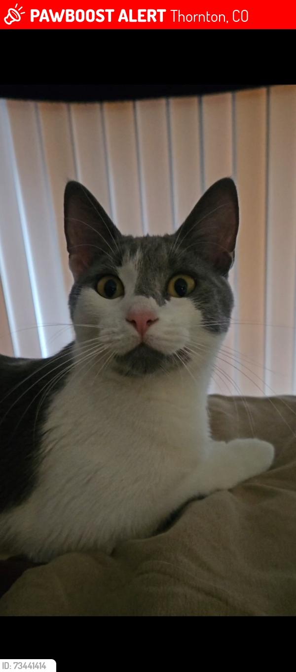 Lost Female Cat last seen Near E 88th Ave, Thornton, CO 80229, Thornton, CO 80229