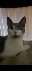Lost Female Cat last seen Near E 88th Ave, Thornton, CO 80229, Thornton, CO 80229