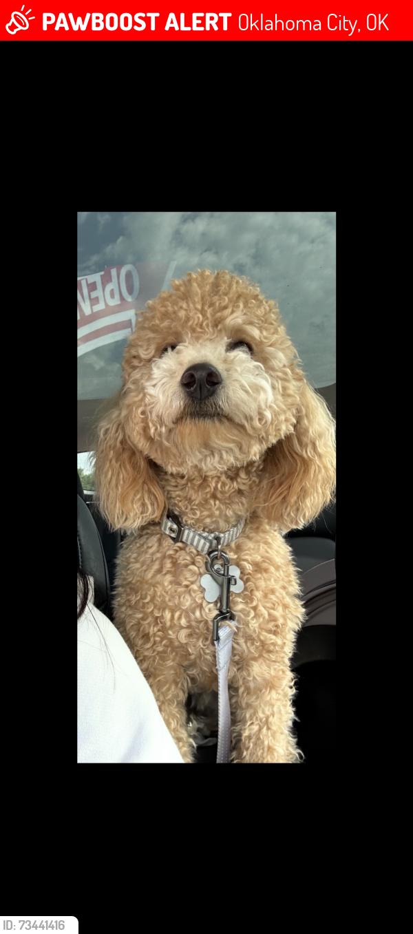 Lost Male Dog last seen Silvermoon dr near 122nd and county line, Oklahoma City, OK 73162