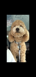 Lost Male Dog last seen Silvermoon dr near 122nd and county line, Oklahoma City, OK 73162