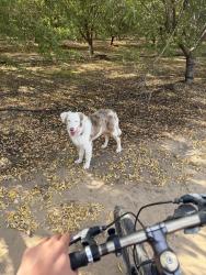Lost Male Dog last seen Henry road by the street, Escalon, CA 95320