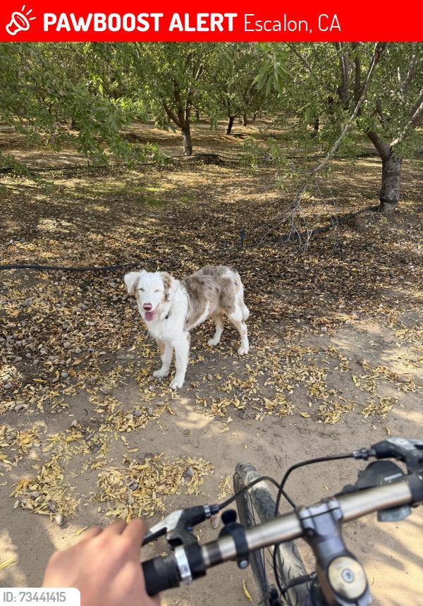 Lost Male Dog last seen Henry road by the street, Escalon, CA 95320