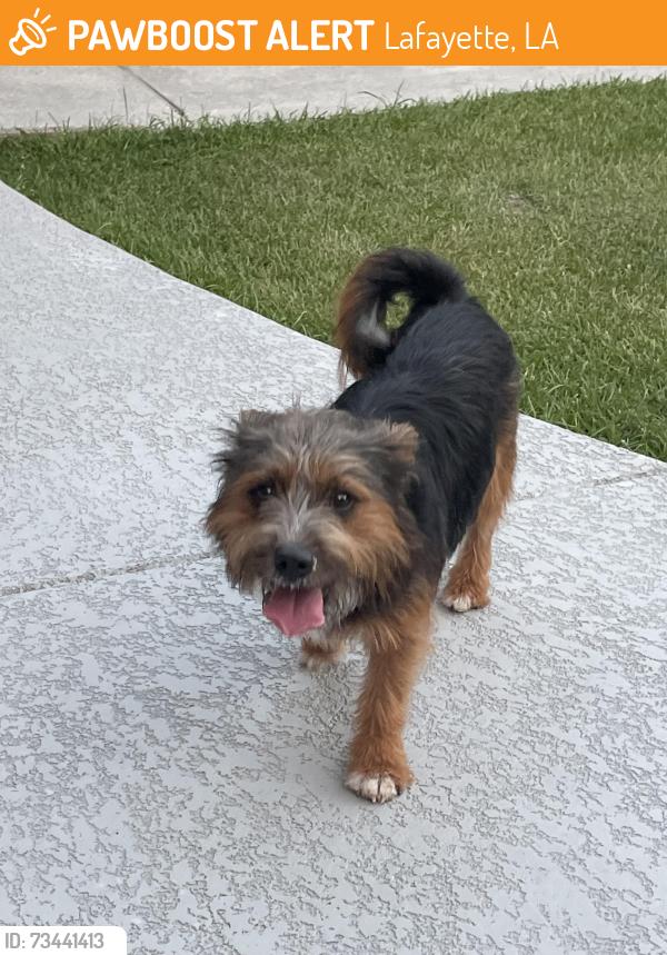 Found/Stray Male Dog last seen Ansley walk apmt complex, Lafayette, LA 70503