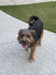 Found/Stray Male Dog last seen Ansley walk apmt complex, Lafayette, LA 70503