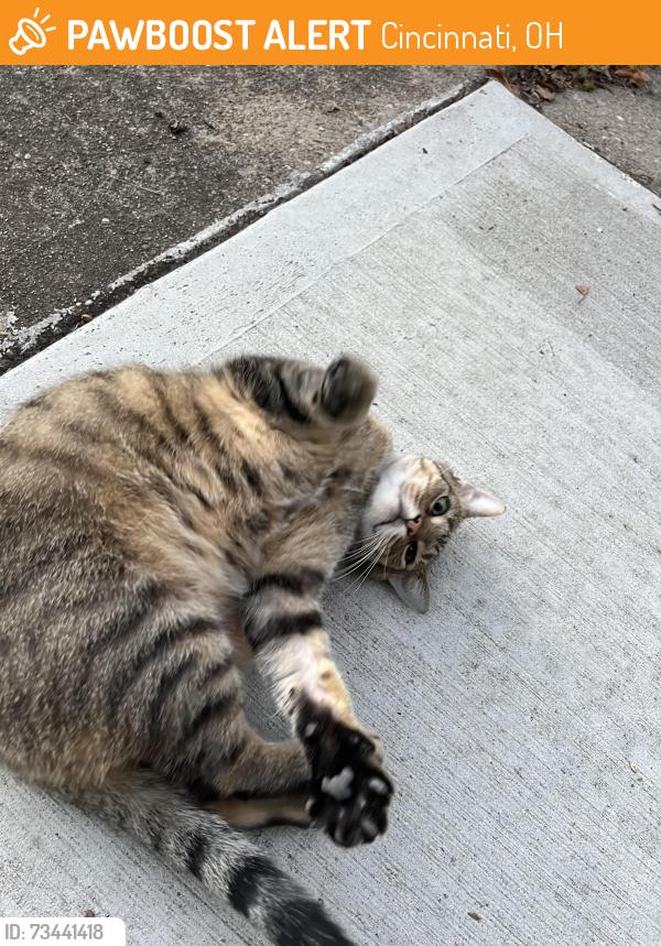 Found/Stray Unknown Cat last seen Parking lot of River Church, ran in to bushes at back of lot, Cincinnati, OH 45203