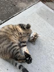 Found/Stray Unknown Cat last seen Parking lot of River Church, ran in to bushes at back of lot, Cincinnati, OH 45203