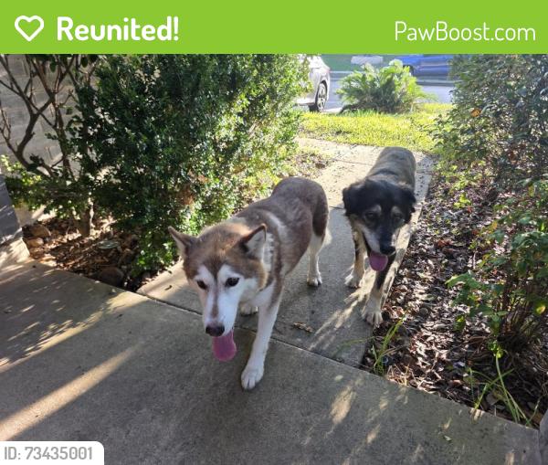 Reunited Female Dog last seen Montego Breeze Labe in Mar Vida, Houston, TX 77433