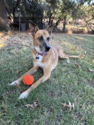 Reunited Female Dog last seen Sunrise and Archer, Fair Oaks, CA 95628
