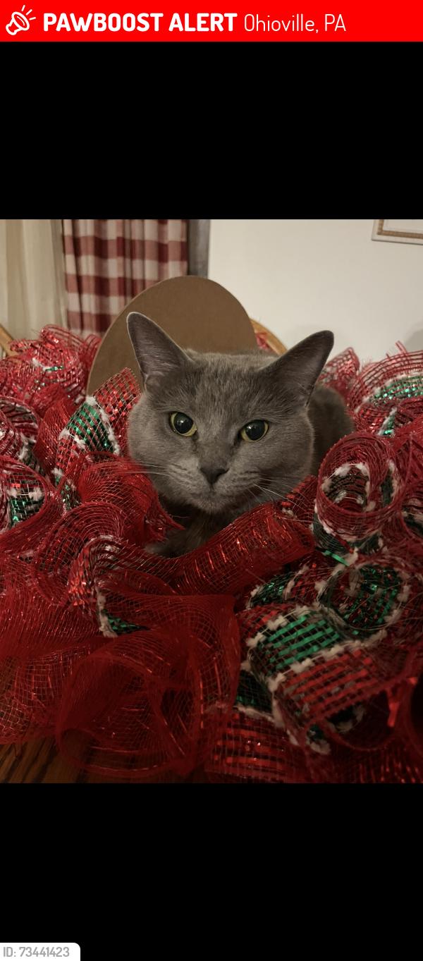 Lost Female Cat last seen Tuscawaras road, Ohioville, PA 15059